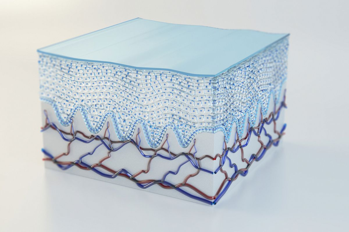 Das Bild zeigt den graphischen Querschnitt einer Hautzelle.